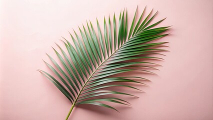 Obraz premium A single palm frond against a soft pink background, a minimal tropical aesthetic.