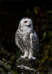 Snowy owl on the stone. Latin name - Bubo scandiacus	