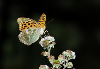 flowers and butterfly in natural life