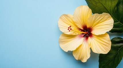 Yellow Hibiscus Flower on Soft Blue Background with Green Leaves Natural Beauty and Botanical Artistry