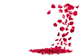 High-Resolution Visual of Falling Red Rose Petals on a Clear Transparent Background for Love-Themed Projects.