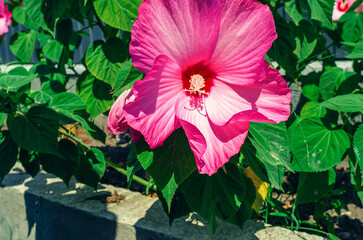Pink hibiscus moscheutos flower close up, macro photo. Blooming hibiscus flower background,...