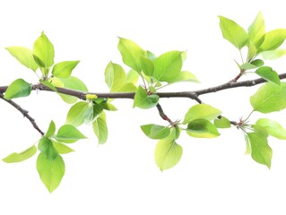 Fototapeta premium Close-up of branch sprouting leaves in the springtime.