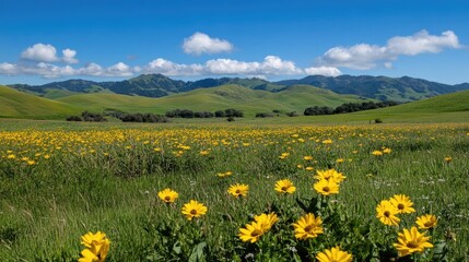 Vibrant Yellow Wildflowers Amidst Lush Green Fields with Majestic Mountains Under a Clear Blue Sky