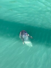 dolphins 