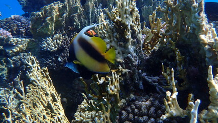 Red Sea bannerfish (Heniochus intermedius) undersea, Red Sea, Egypt, Sharm El Sheikh, Montazah Bay