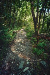 Obraz premium Nature trail in lush forest, walking path through woods.