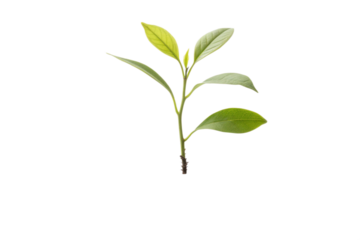 Vibrant Plant Sprout Growing Amidst Colorful Stripes