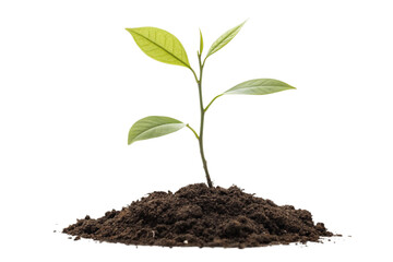 Glitching Plant Digital Distortion, Natures Resilience, Growing Technology