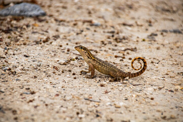 Curly-tailed lizard poses for photoshoot