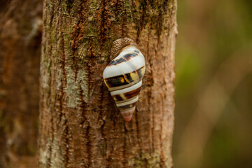 Florida treesnail - Liguus fasciatus, Tree Snail Hammock Loop, Florida