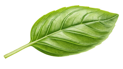 Obraz premium Vibrant Green Basil Leaf, Fresh Herb, Culinary Ingredient, Aromatic Plant