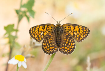 flowers and butterfly in natural life