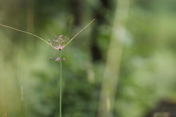 fiore di allium carinatum in estate al tramonto