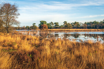 Landscape with heather plants and especially yellowed purple moor grass in autumn. In the nature reserve is a fen that has now become extra large due to the heavy rainfall of recent times.