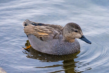 Gadwall duck in water