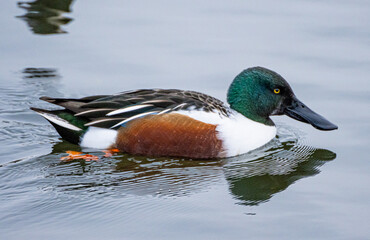 Northern Shoveler duck on a lake