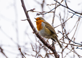 European robin on branch