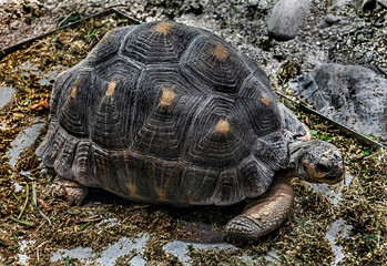 Young radiated tortoise in the feeding tray. Latin name - Astrochelys radiata