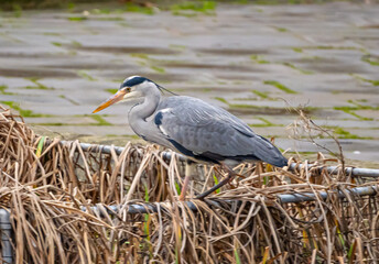 Gray Heron
