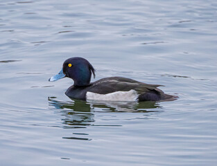 Tufted duck on the water