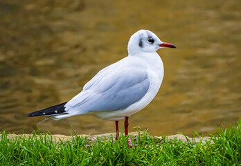 black headed gull