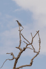 African grey hornbill (Lophoceros nasutus) perched at branche in dead tree in flooded are of Lake Manyara National Park in Tanzania East Africa