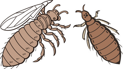 Obraz premium Louse art and illustrator eps