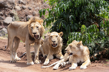 Lion family resting along the dirt road at Lake Manyara National Park in Tanzania East Africa