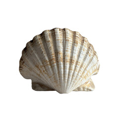 A Close-Up View of a Single Elegant Seashell