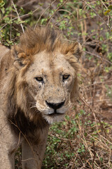 Male Lion walking along the dirt road at Lake Manyara National Park in Tanzania East Africa