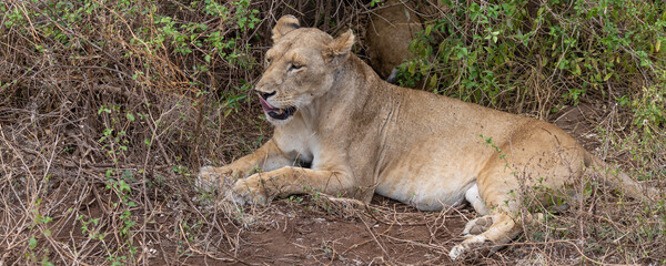 One female Lion resting along the dirt road at Lake Manyara National Park in Tanzania East Africa