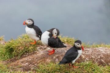 Fratercula arctica, pulcinella di mare in Islanda