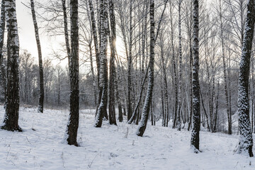 Sunbeams shining through snow-covered birch branches in a birch forest after a snowfall on a winter.