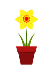 daffodil in pot isolated on white background