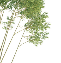 bamboo tree corner cutout isolate png