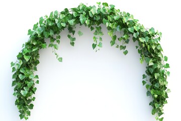 Green ivy archway, lush foliage creates a natural frame against a white background. Perfect for adding a touch of nature to your designs.