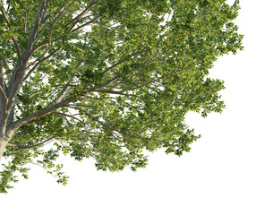 Carpinus 3 tree corner cutout isolate png