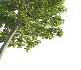 Carpinus 2 tree corner cutout isolate png