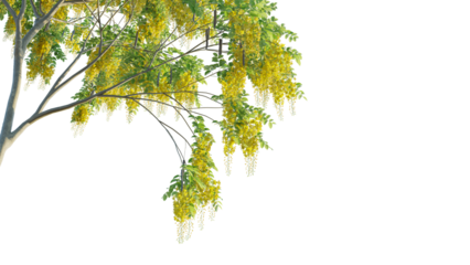 Cassia fistula tree corner cutout isolate png