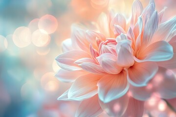 Fototapeta premium Delicate peach and white flower blossom, soft focus background.