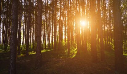 Sunbeams streaming through the pine trees and illuminating the young green foliage on the bushes in the pine forest in spring. Vintage film aesthetic.