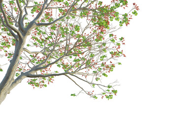  Erythrina variegata tree corner cutout isolate png