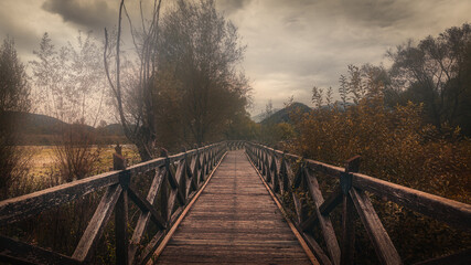 Obraz premium wooden walkway in the forest