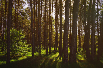 Sunbeams streaming through the pine trees and illuminating the young green foliage on the bushes in the pine forest in spring. Vintage film aesthetic.