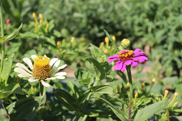 the beautiful flowers in the garden