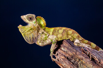 chameleon forest dragon, chameleon anglehead lizard (Gonocephalus chamaeleontinus)