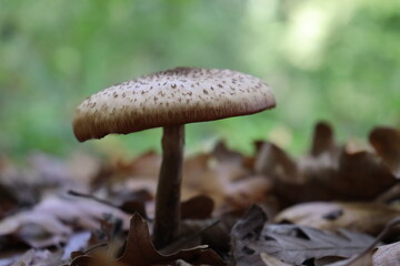 mushroom in the forest