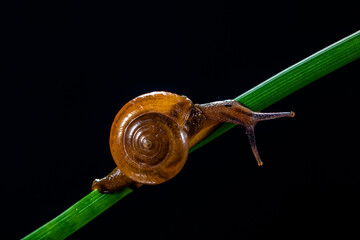 Amphicyclotulus amethystinus is a species of tropical land snail with a gill and an operculum © lessysebastian
