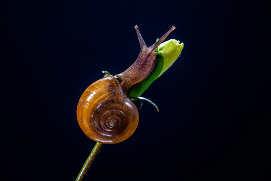 Amphicyclotulus amethystinus is a species of tropical land snail with a gill and an operculum